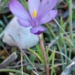 Romulea requienii Floro