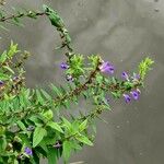 Scutellaria galericulata Habitus