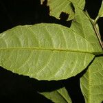 Sorocea trophoides Leaf