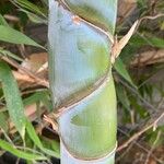Phyllostachys sulphurea Corteza