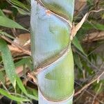 Phyllostachys sulphurea Casca