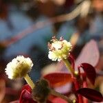 Euphorbia cotinifolia Blüte