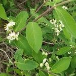 Lonicera morrowii Blad