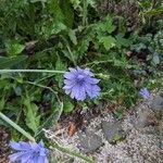 Cichorium endivia花