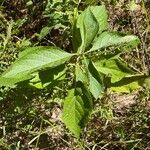 Callicarpa americanaপাতা