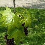 Liquidambar orientalis Frunză