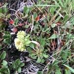 Eriogonum heracleoides Цветок