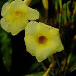 Odontadenia verrucosa Flower