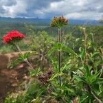 Rhodopentas parvifolia Flor