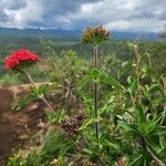 Rhodopentas parvifolia Blüte