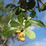 Searsia gueinzii Fruit