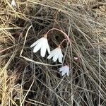 Acis autumnalis Flower