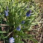 Muscari botryoides Hábito