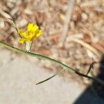 Chondrilla juncea പുറംതൊലി