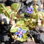 Anagallis arvensisFlor