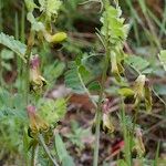 Vicia melanops Other
