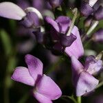 Lonchocarpus schiedeanus 花