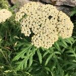 Tanacetum macrophyllum Квітка