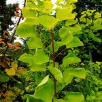 Cotinus coggygria Leaf