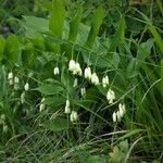 Polygonatum hirtum Агульны выгляд