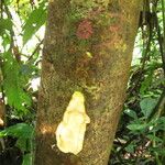 Psychotria gilletii Bark