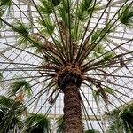 Livistona australis Likasa