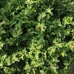 Pelargonium tomentosum Hábito