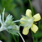 Potentilla argentea Цвят