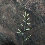 Festuca rubra Цвят