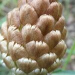 Rhaponticum coniferum Flower