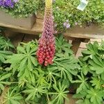 Lupinus polyphyllusЦвят