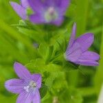 Triodanis perfoliata Flor
