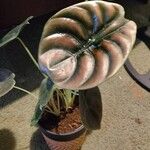 Alocasia cuprea List