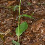 Epipactis phyllanthes Συνήθη χαρακτηριστικά