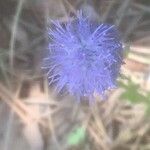 Jasione montanaOther