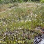 Trichophorum alpinum Habitat