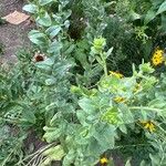 Solidago rigida Folla