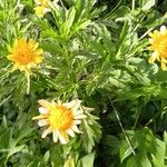 Euryops chrysanthemoides Floro