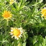 Euryops chrysanthemoides പുഷ്പം