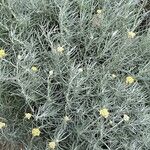 Helichrysum italicum برگ