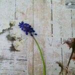 Muscari neglectumBlomma