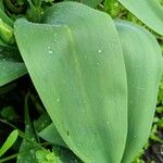 Tulipa raddii Blatt