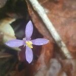 Voyria tenella Flower
