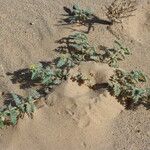 Tribulus pentandrus عادت داشتن