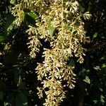 Cestrum microcalyx Blomma