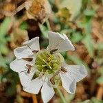 Silene unifloraFlor