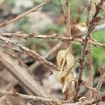 Reynoutria japonica Fruit