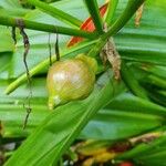 Crinum moorei Fruit