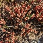 Sedum andegavense 形態