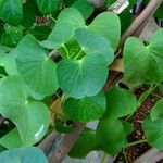 Ipomoea asarifolia Leaf